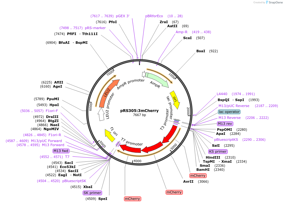 37552-plasmid-map-sequence-id-47370