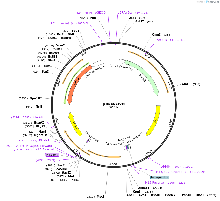 37555-plasmid-map-sequence-id-47371