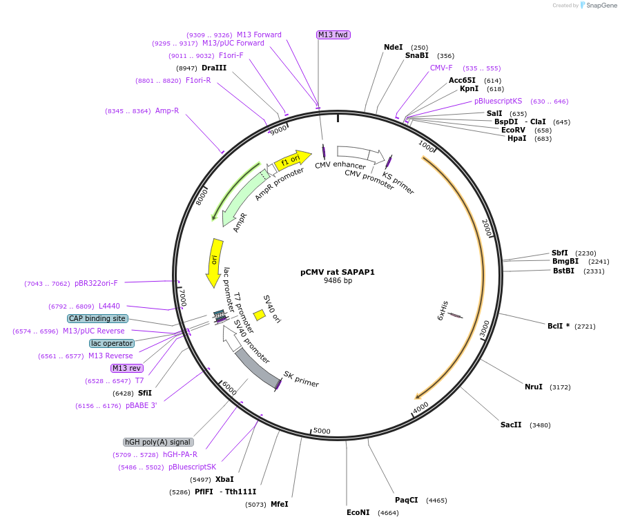 47940-plasmid-map-sequence-id-473716