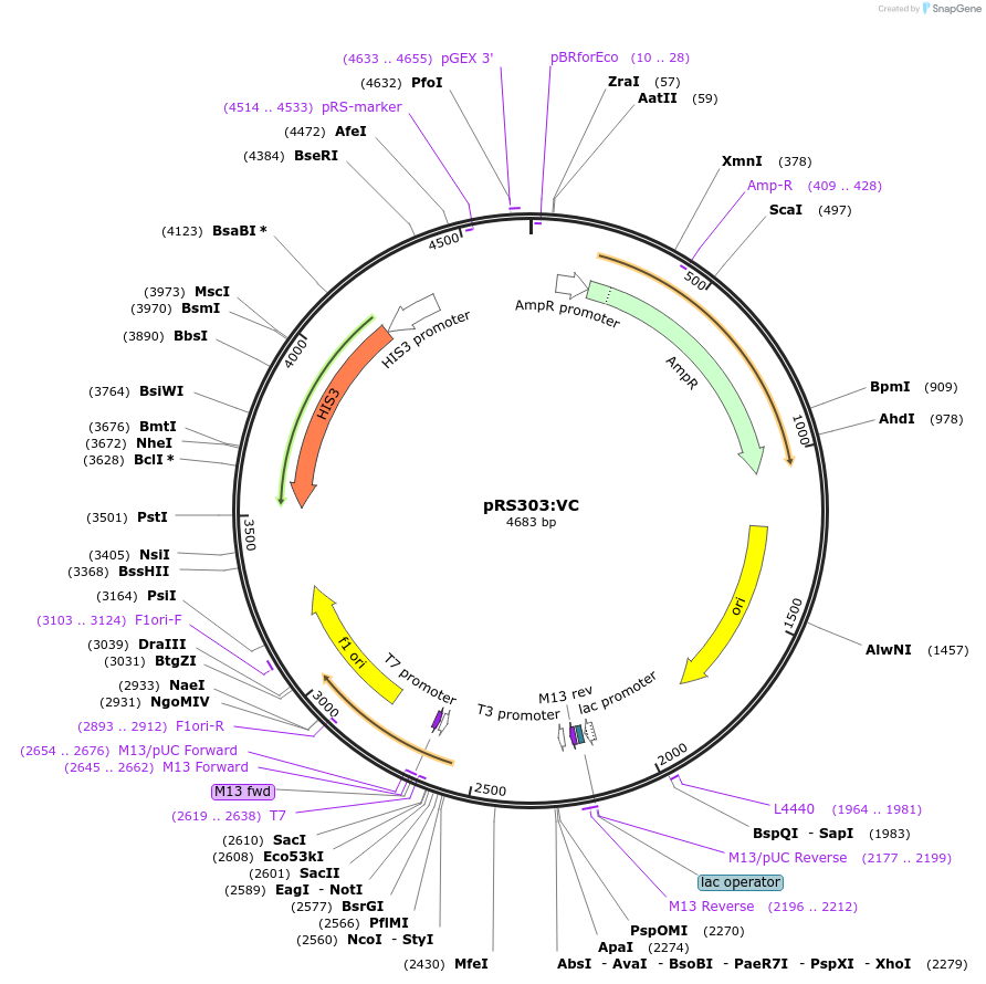 37556-plasmid-map-sequence-id-47372