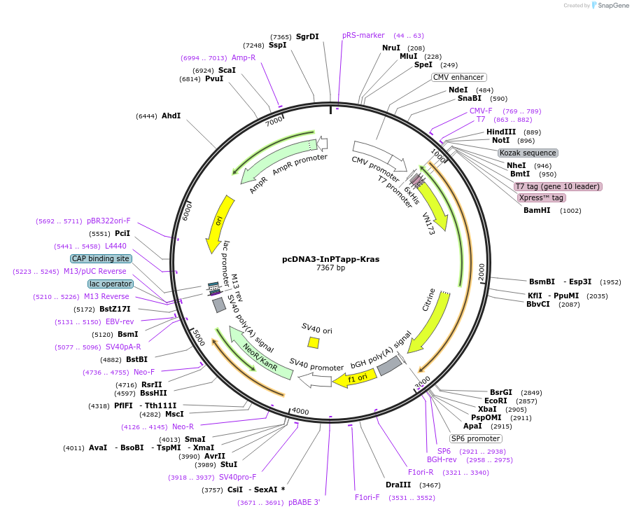 235999-plasmid-map-sequence-id-473745