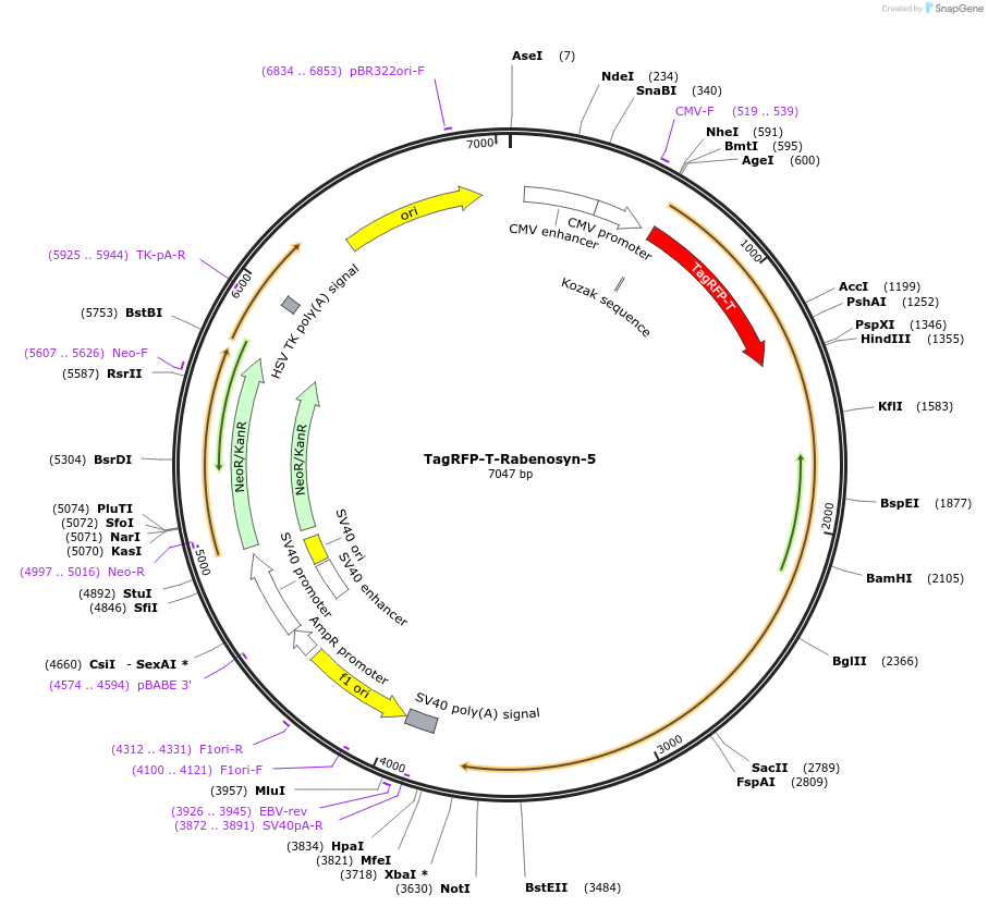 37537-plasmid-map-sequence-id-47378