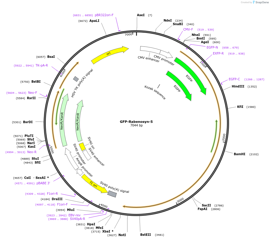 37538-plasmid-map-sequence-id-47379