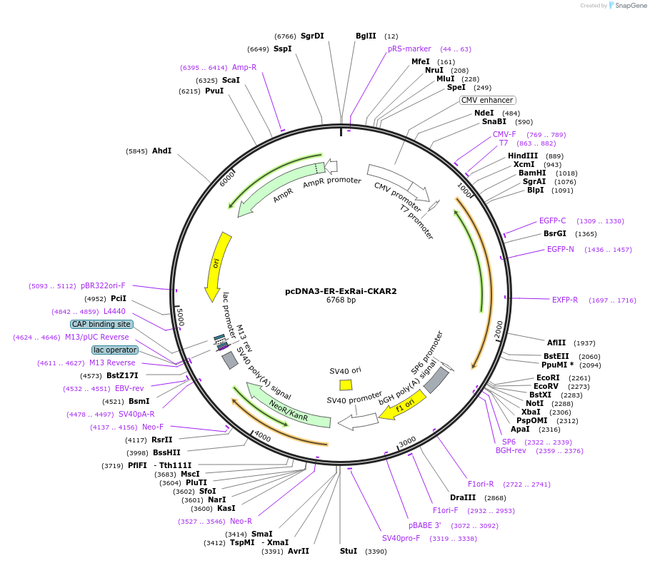 236099-plasmid-map-sequence-id-473790