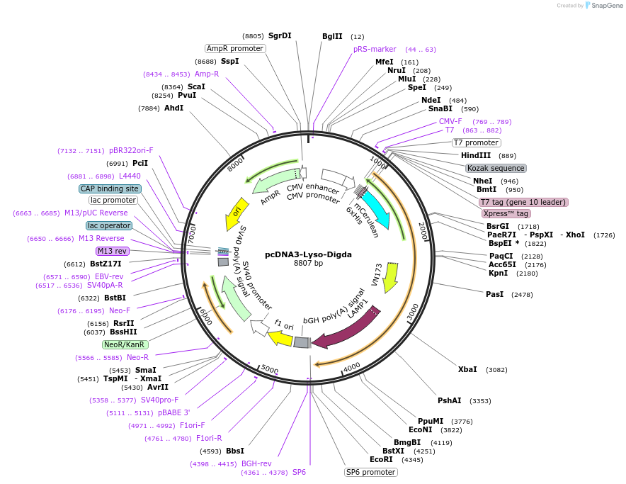 236102-plasmid-map-sequence-id-473791
