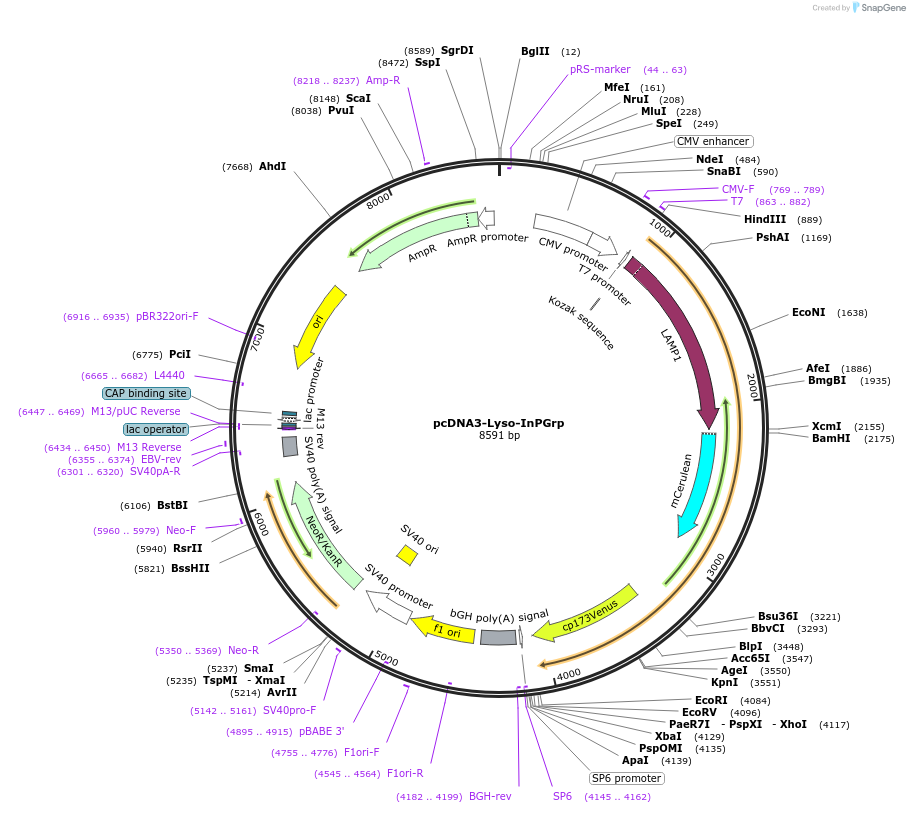 236002-plasmid-map-sequence-id-473795