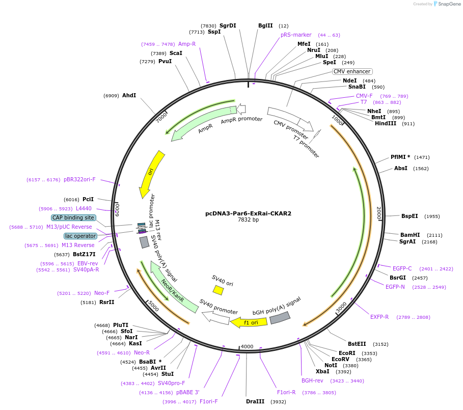 236101-plasmid-map-sequence-id-473796