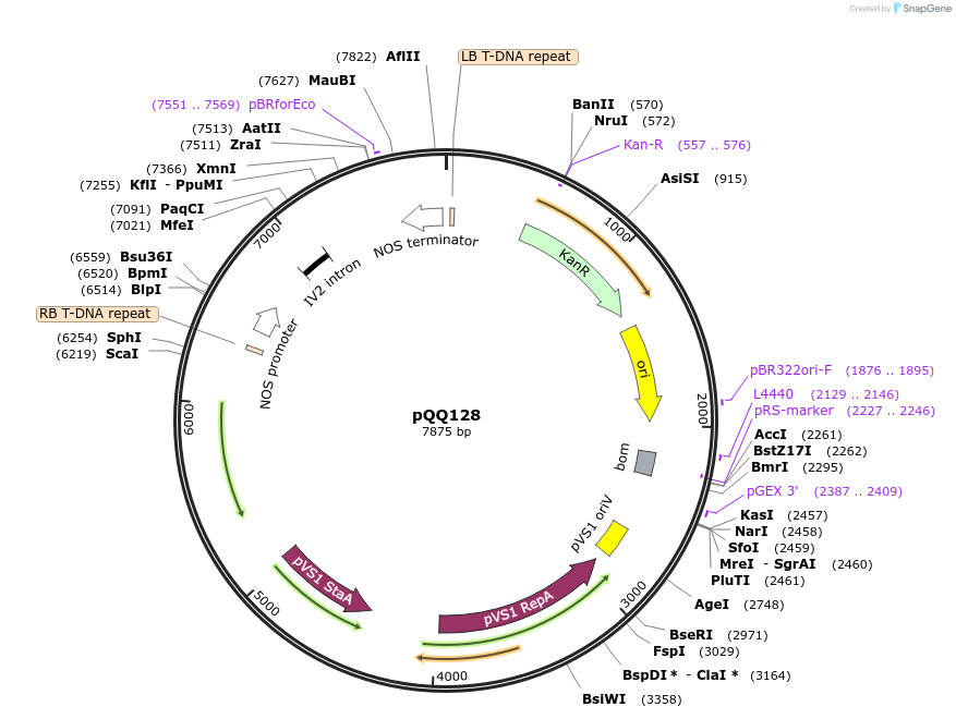 236641-plasmid-map-sequence-id-473814