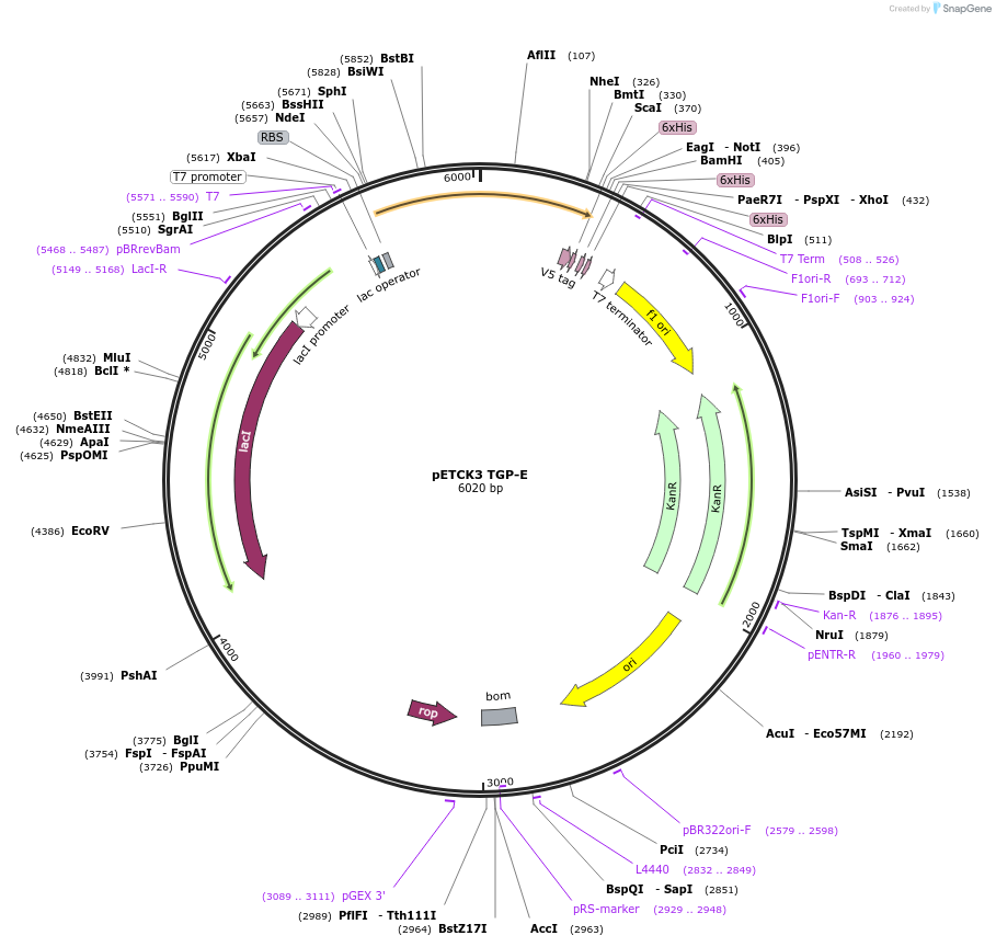 236255-plasmid-map-sequence-id-473833