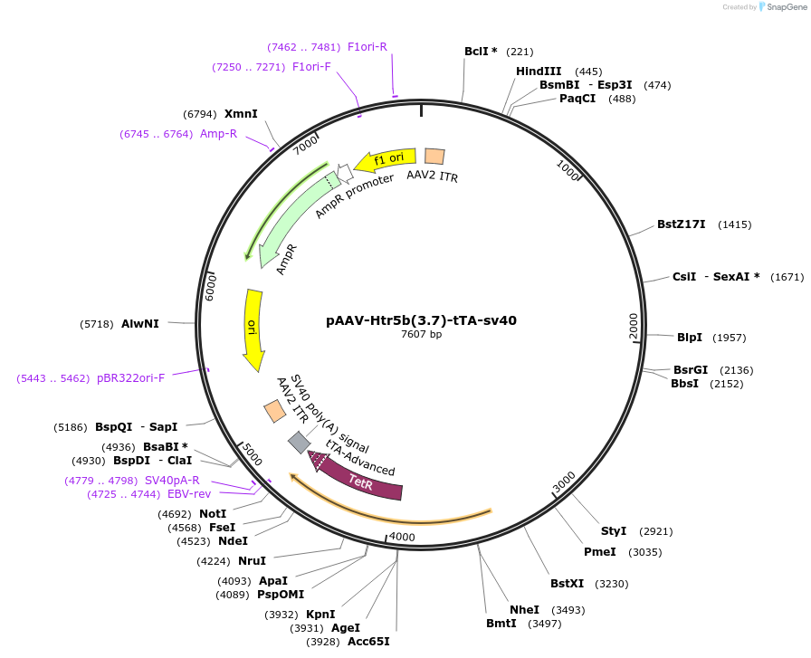 184412-plasmid-map-sequence-id-473840