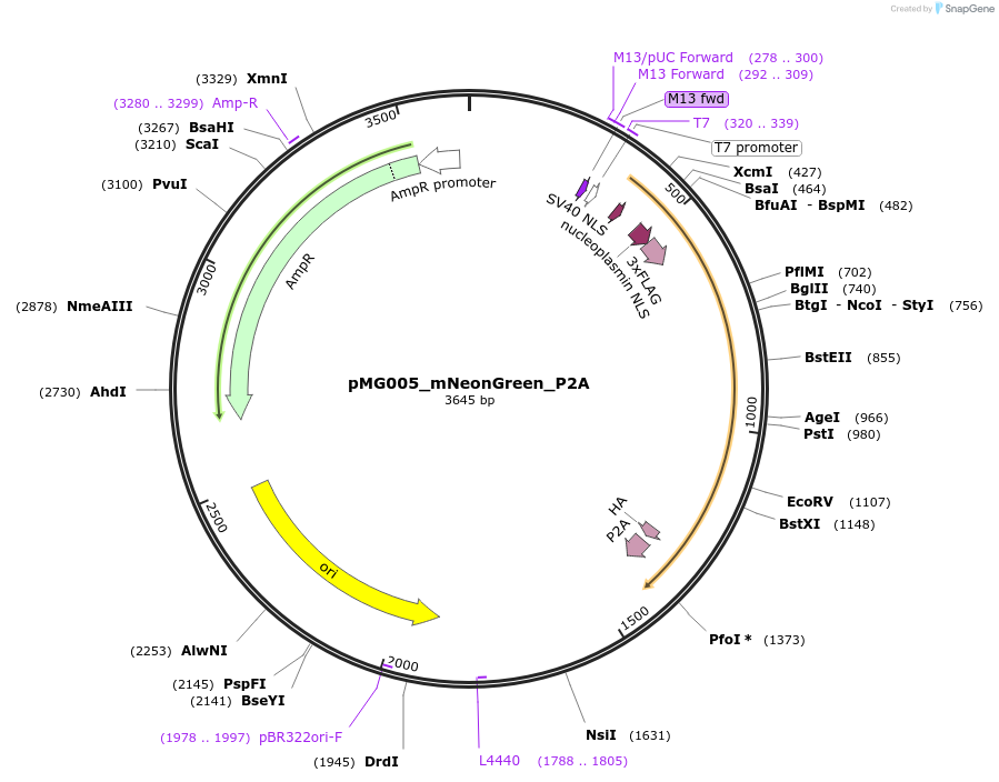 237215-plasmid-map-sequence-id-473907