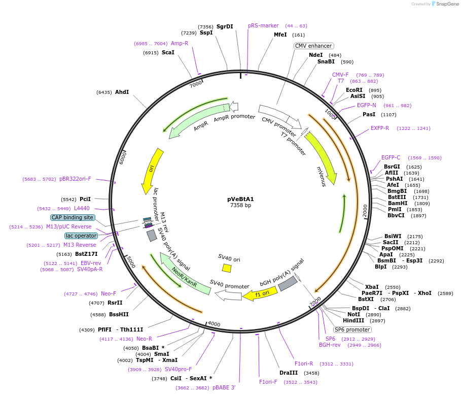 238986-plasmid-map-sequence-id-473928