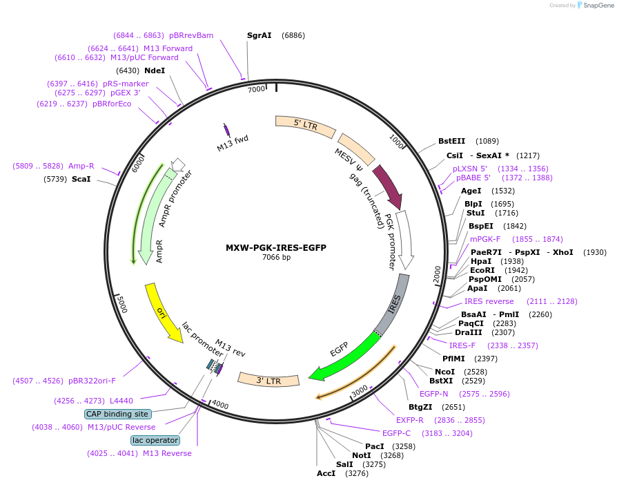 37648-plasmid-map-sequence-id-47393