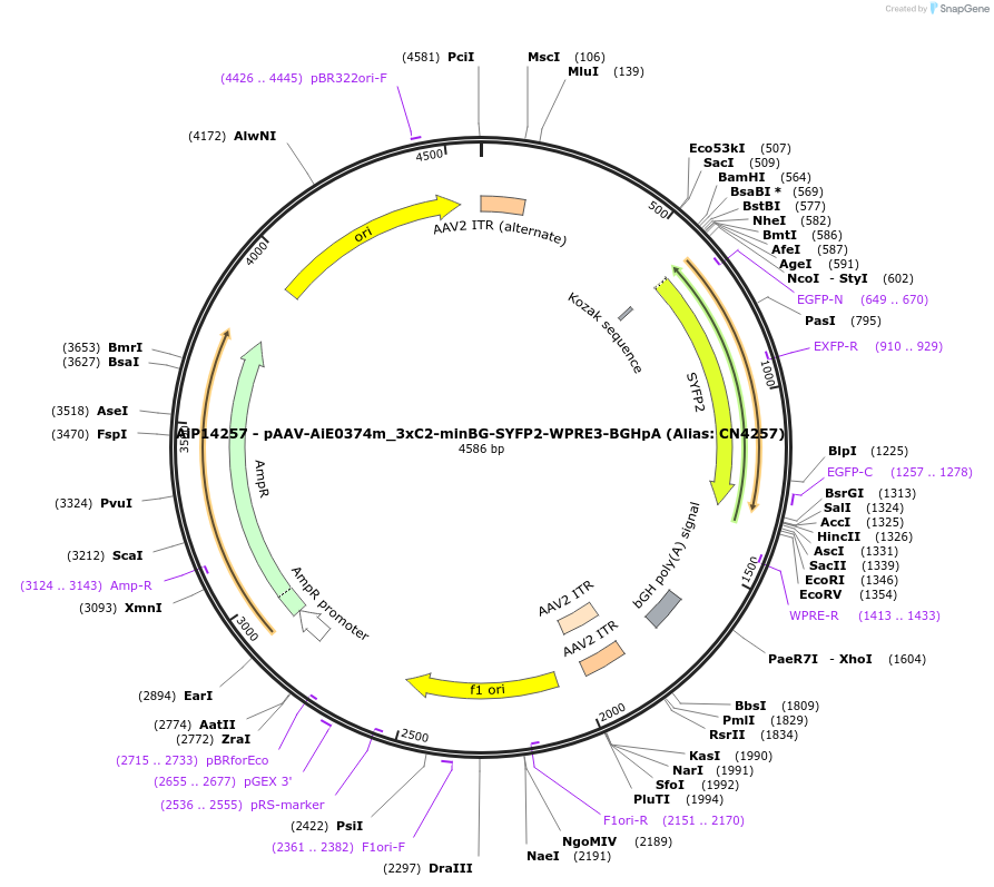 230477-plasmid-map-sequence-id-473933