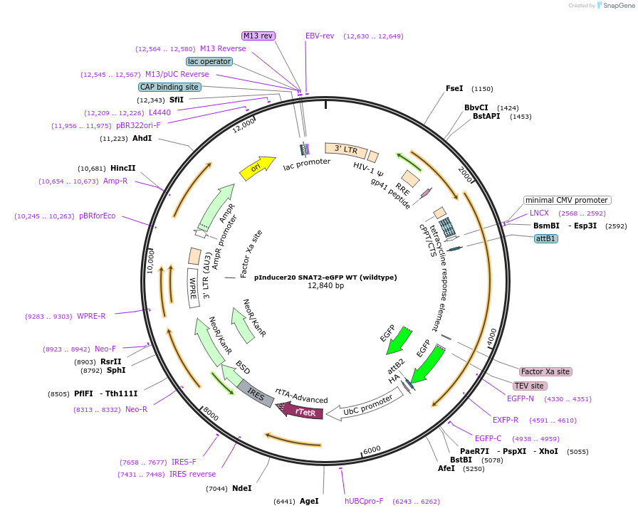 237228-plasmid-map-sequence-id-473957