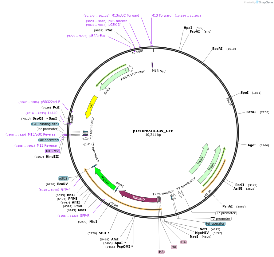 234715-plasmid-map-sequence-id-473962