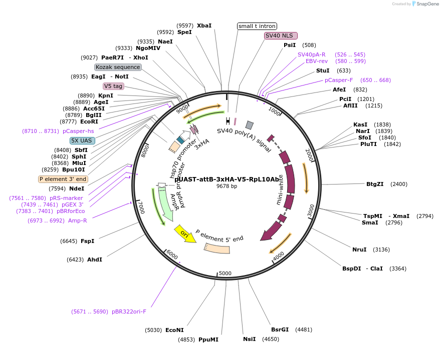 125223-plasmid-map-sequence-id-473971