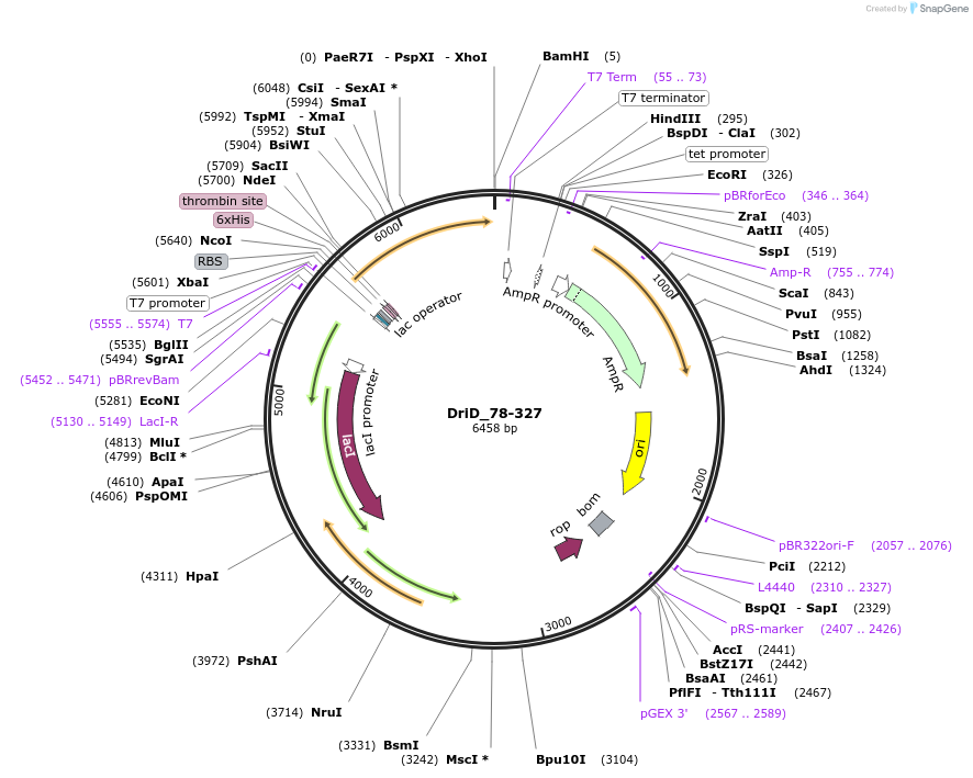 237853-plasmid-map-sequence-id-473988