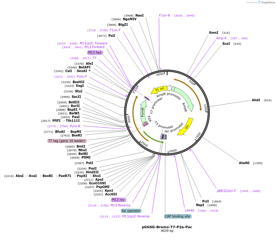 235517-plasmid-map-sequence-id-473996