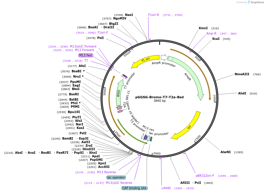 235519-plasmid-map-sequence-id-474008