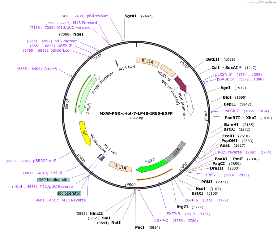 37647-plasmid-map-sequence-id-47401