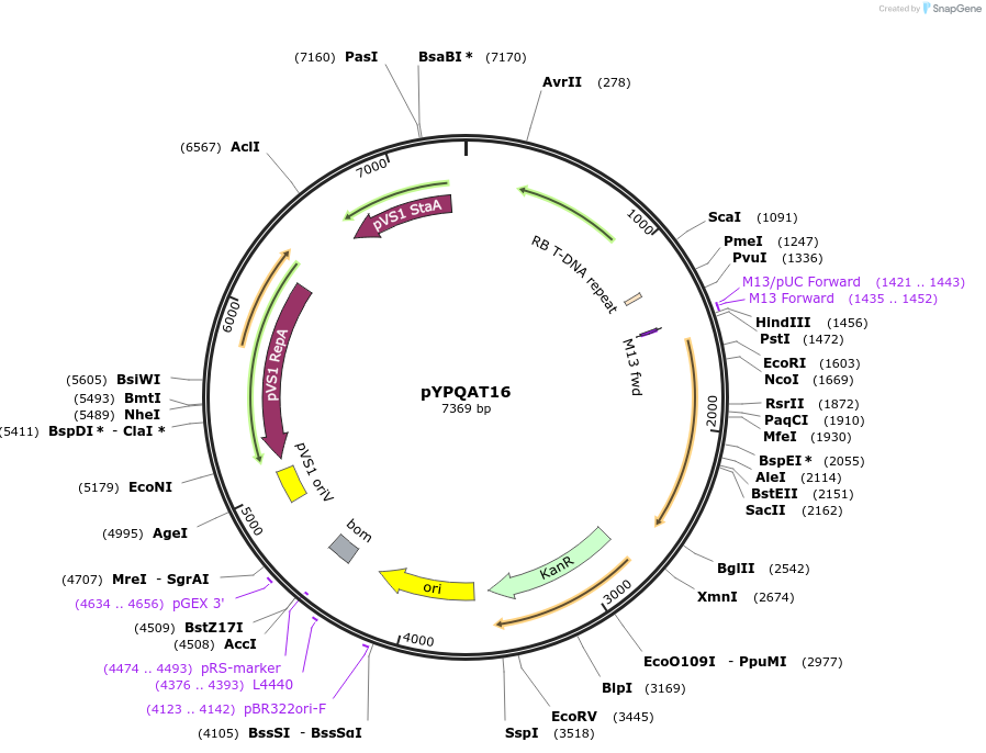 223388-plasmid-map-sequence-id-474023