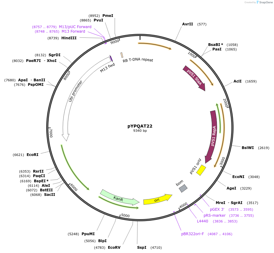 223394-plasmid-map-sequence-id-474024