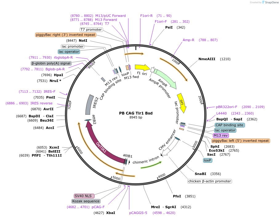 235505-plasmid-map-sequence-id-474038