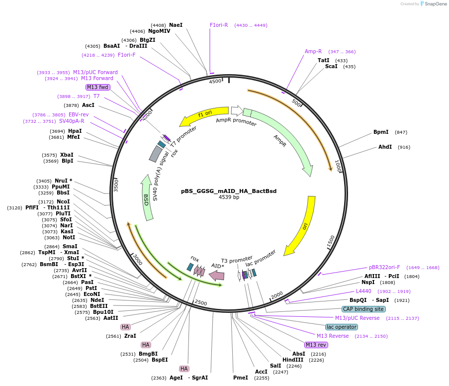 235504-plasmid-map-sequence-id-474046