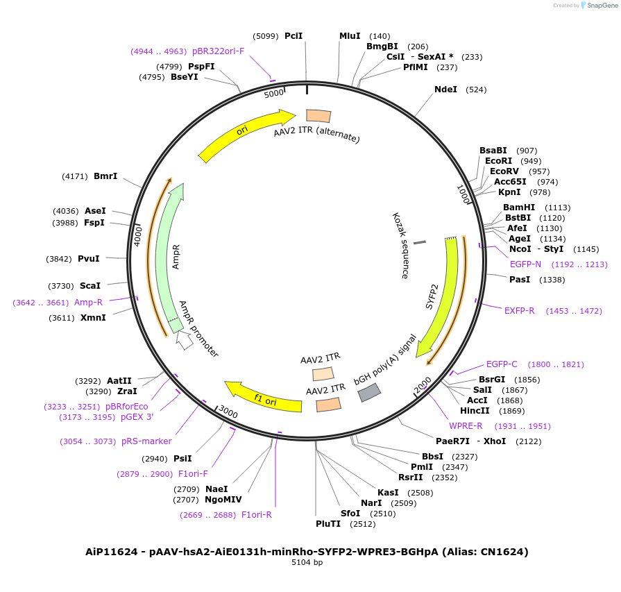 230425-plasmid-map-sequence-id-474060