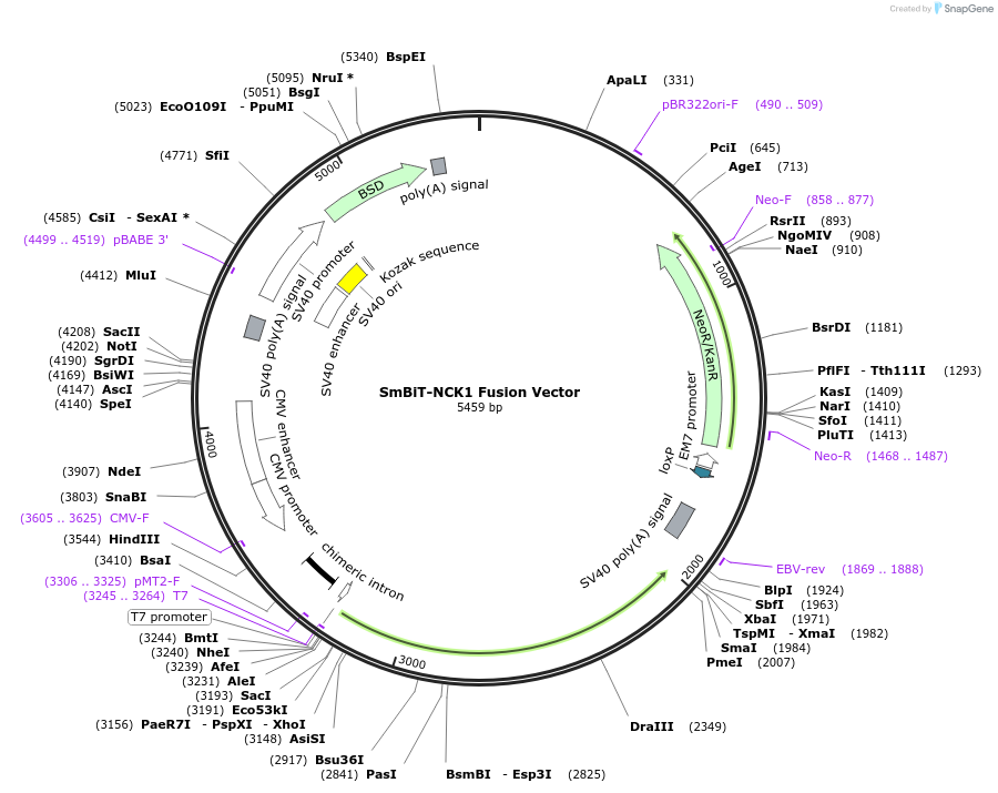 237024-plasmid-map-sequence-id-474107