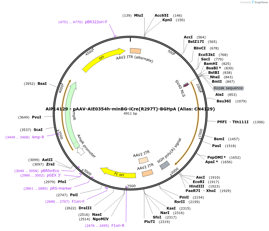 230473-plasmid-map-sequence-id-474118