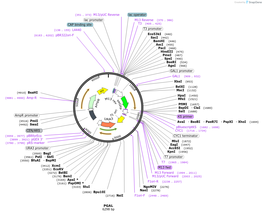 60337-plasmid-map-sequence-id-474139