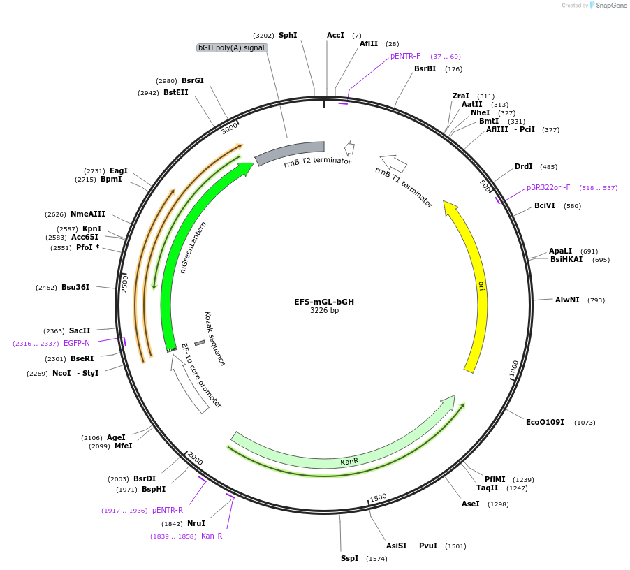 235255-plasmid-map-sequence-id-474140