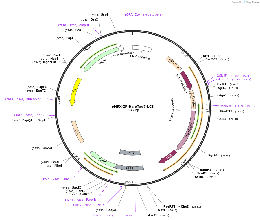 184899-plasmid-map-sequence-id-474143
