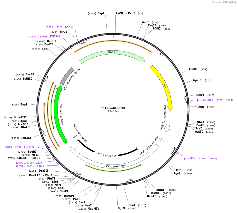 235299-plasmid-map-sequence-id-474162