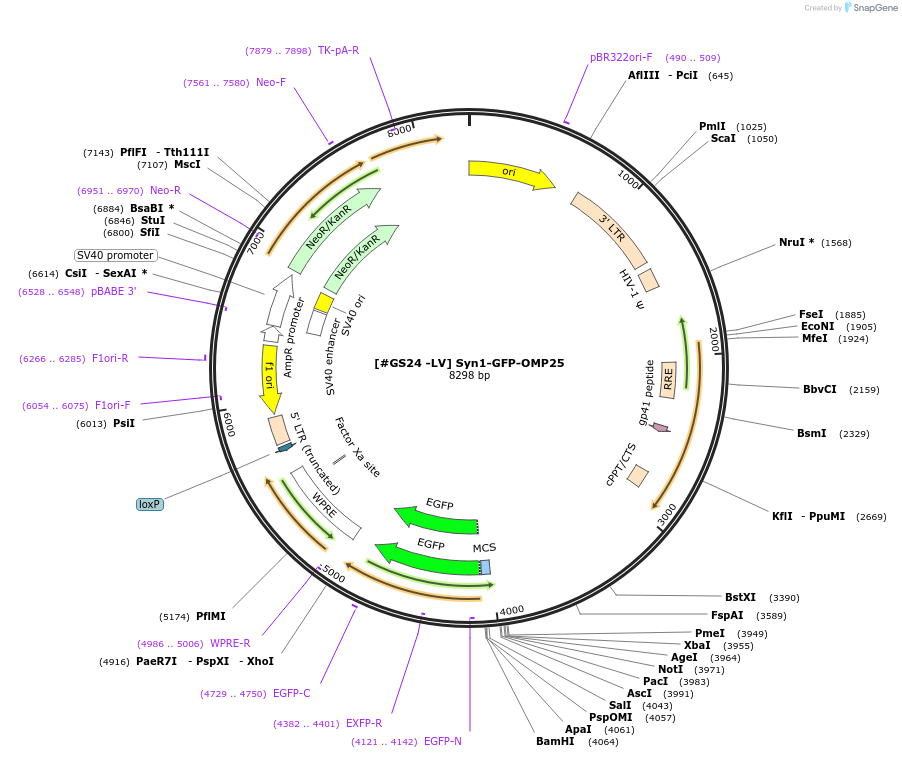 233566-plasmid-map-sequence-id-474175