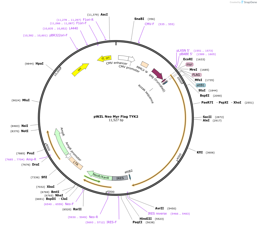 20660-plasmid-map-sequence-id-474178