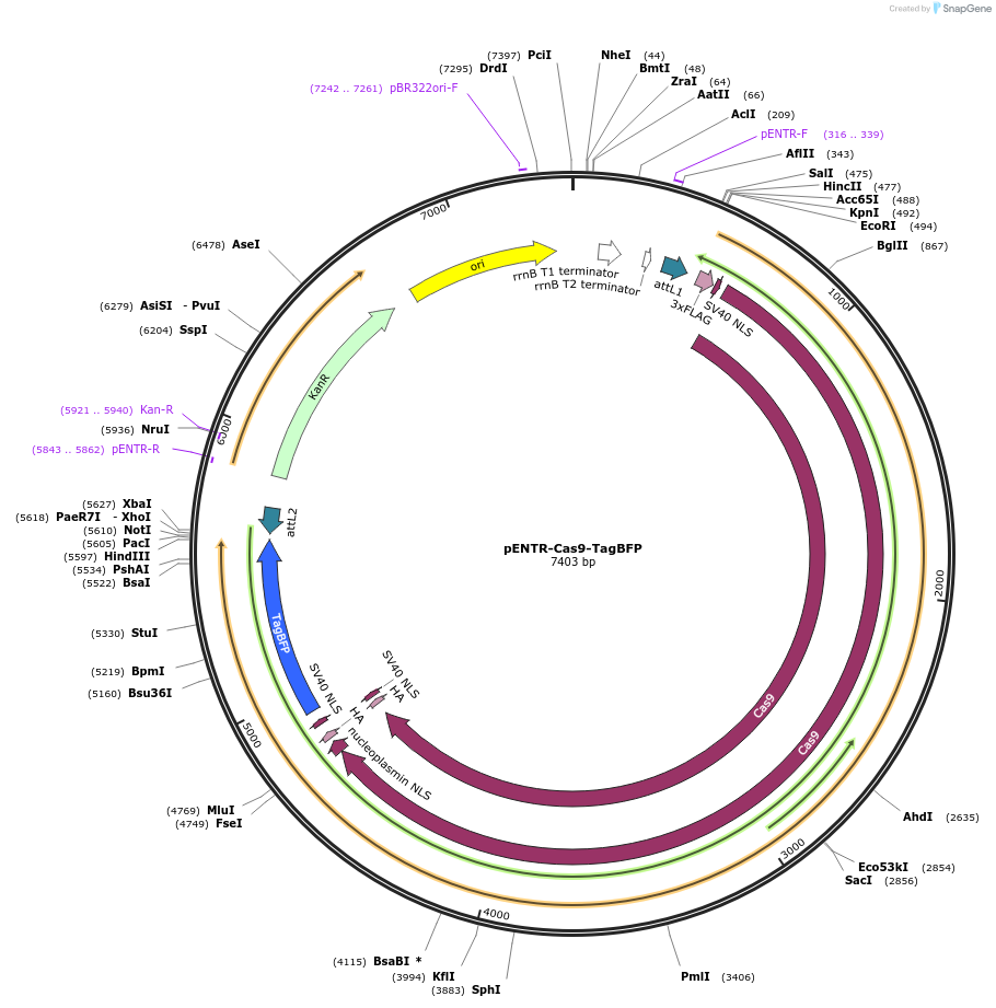 236725-plasmid-map-sequence-id-474213
