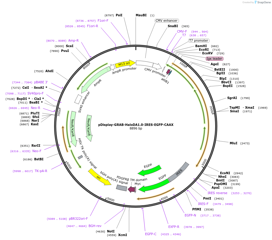 234410-plasmid-map-sequence-id-474217