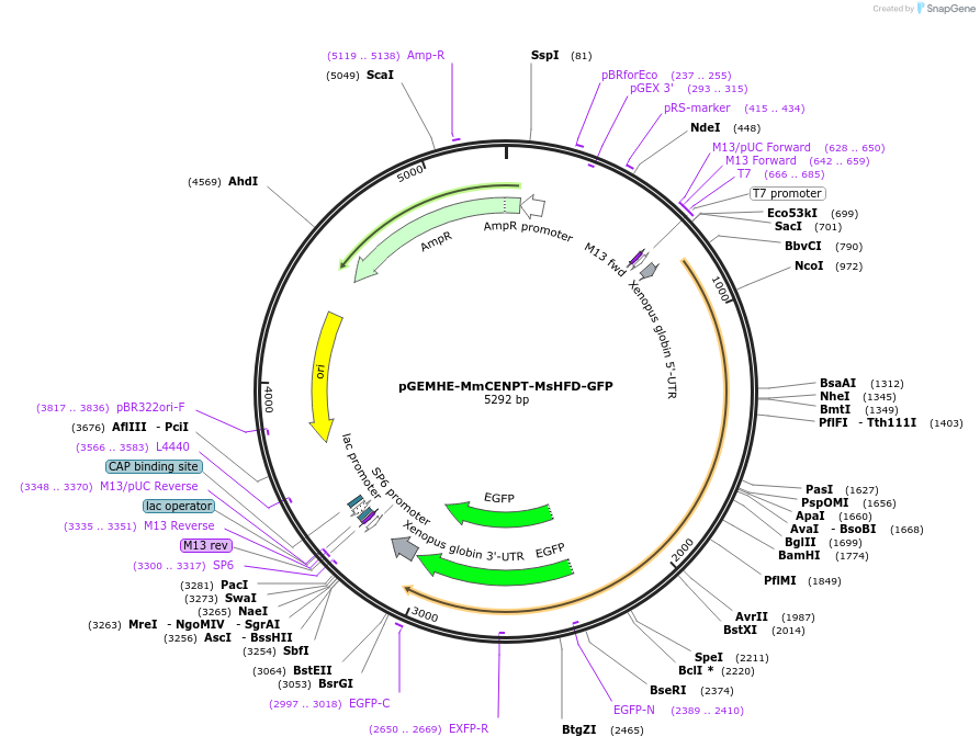 237427-plasmid-map-sequence-id-474221
