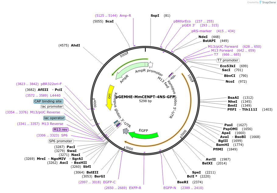 237431-plasmid-map-sequence-id-474223