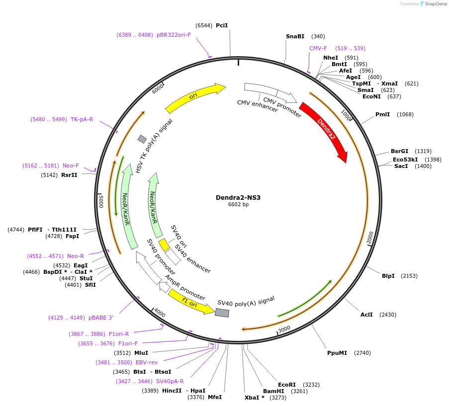 238004-plasmid-map-sequence-id-474227