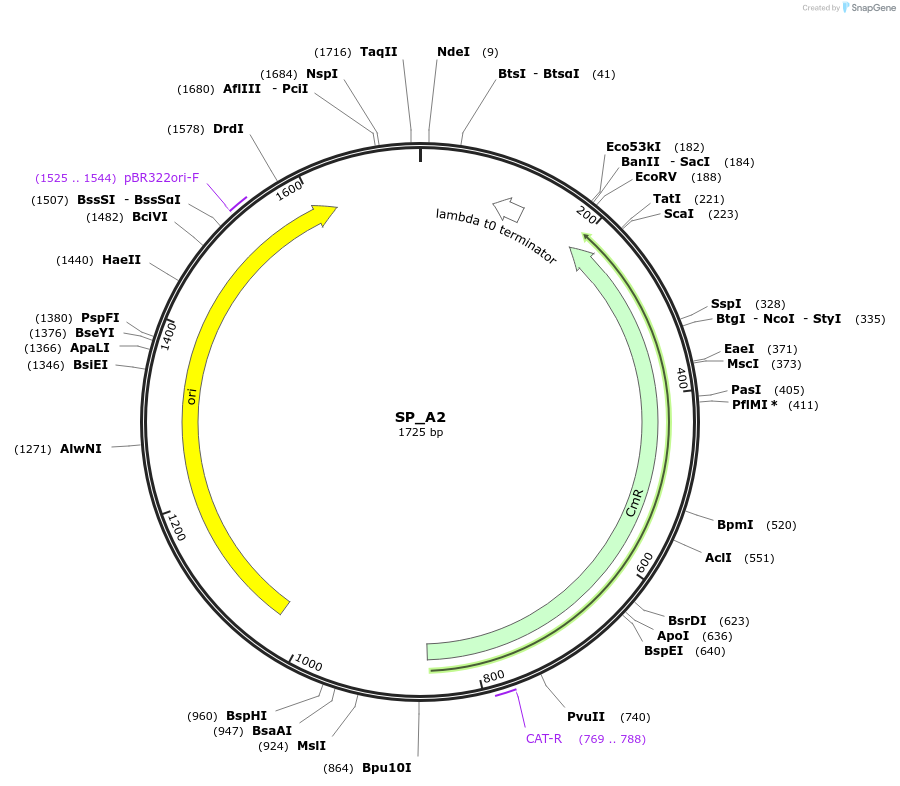 228146-plasmid-map-sequence-id-474228