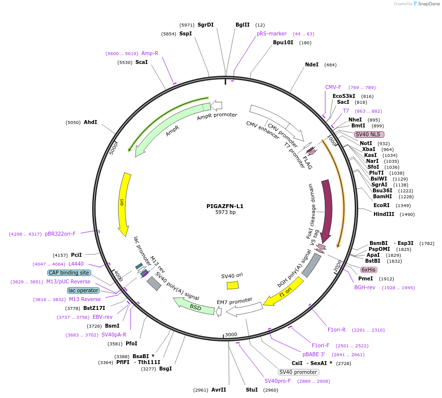 37797-plasmid-map-sequence-id-47423