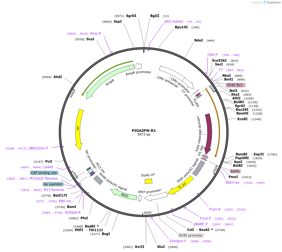 37799-plasmid-map-sequence-id-47425