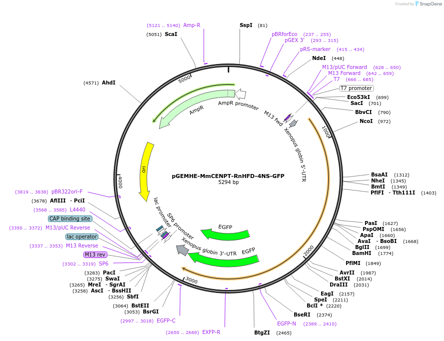 237432-plasmid-map-sequence-id-474252