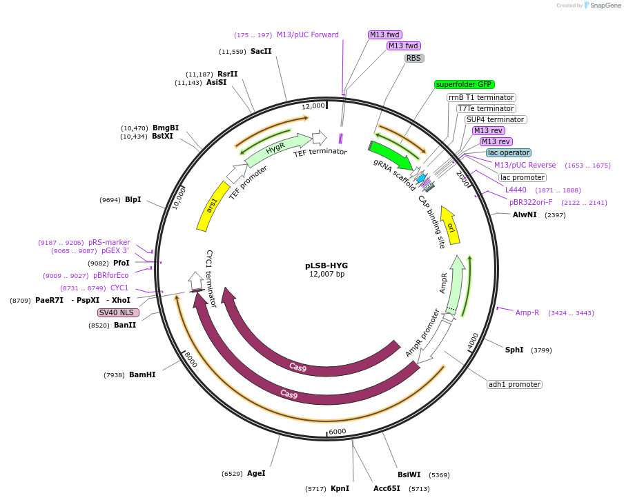 166699-plasmid-map-sequence-id-474294