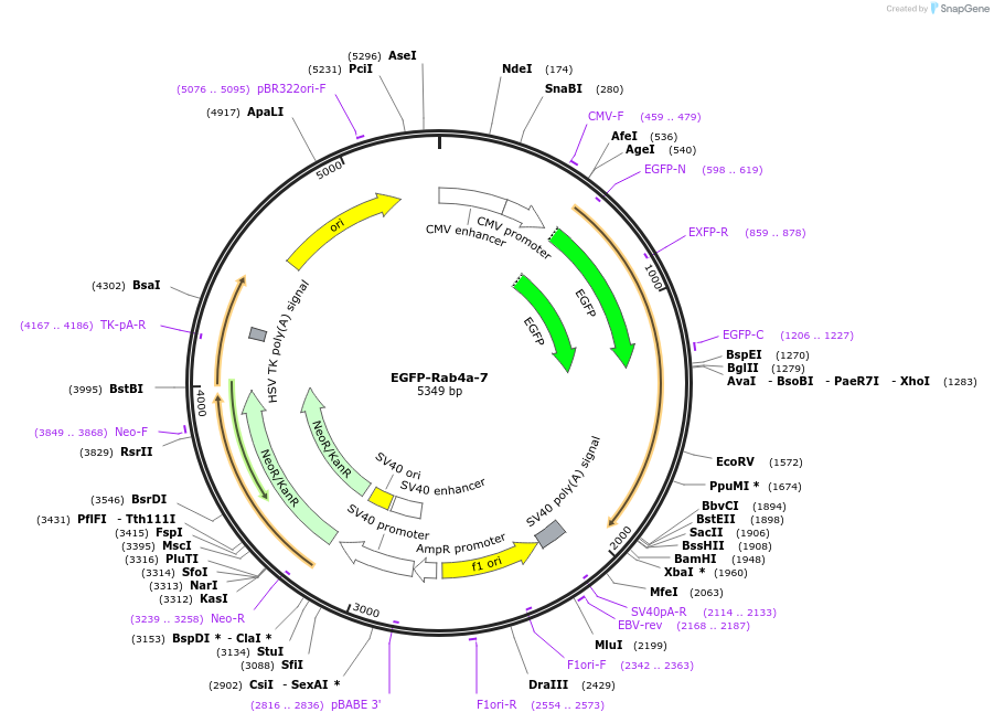 56440-plasmid-map-sequence-id-474295
