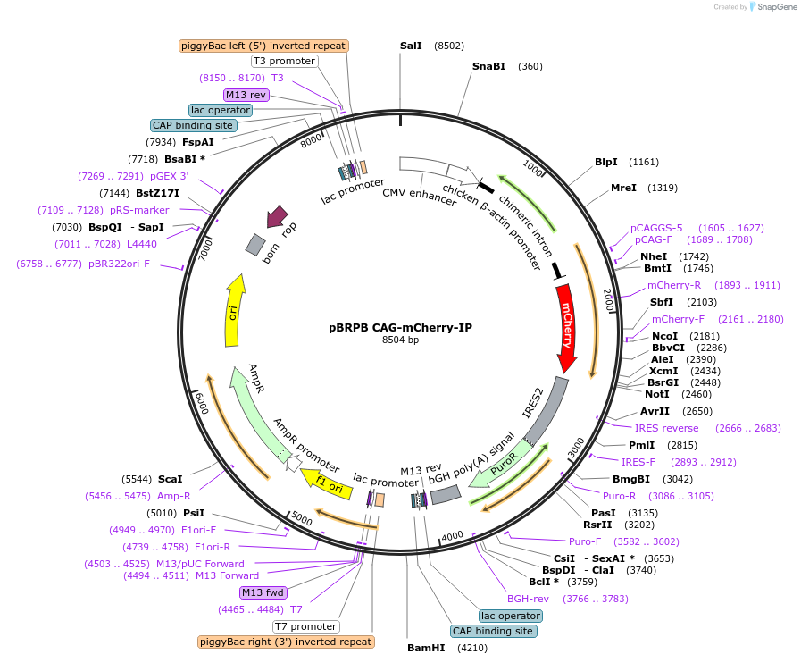 106333-plasmid-map-sequence-id-474296